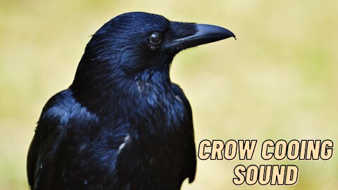 The Crow Cooing Sound Effect Video By Kingdom Of Awais