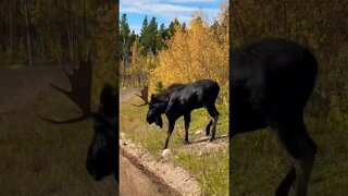 Why did the moose cross the road!?