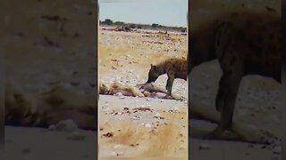 Hyena hunting a lion cubs forget by his mother lioness