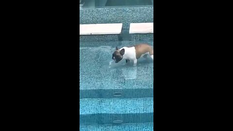 Funny cat and dog #pet #Animals #Funnyvideos