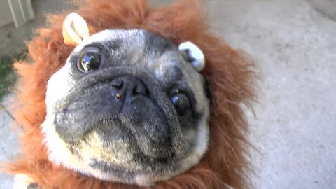 'Lion Pug' documentary will make your day!