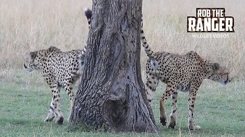 Cheetah Coalition Spot Lions, Chase Antelope | Maasai Mara Safari | Zebra Plains