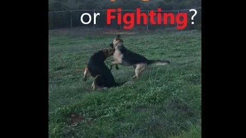 DOGs German vs Male Australian Shepherd | Fun Rough Play Builds skilz K9 D.I.Y in 4D