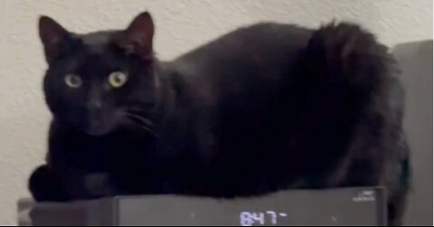 Adopting a Cat from a Shelter Vlog - Cute Precious Piper Fits Herself to the Space #shorts