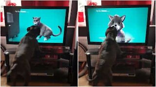 Cane impazzisce nel vedere un gatto in TV
