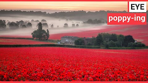 Landscape bursts to life with blooming poppies