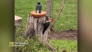 Curious woodpecker checks out a tree stump in a backyard