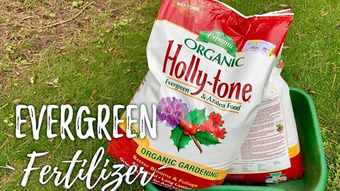 I Saved My Evergreens with Espoma Holly-Tone Fertilizer Plant Food