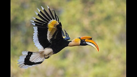 "The Hornbill's Wings: A Dance of Beauty and Strength"