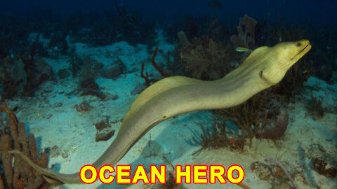 Moray Eel hunting | OCEAN HERO