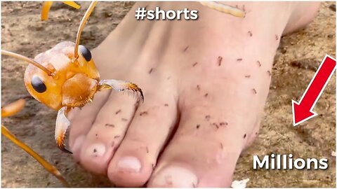 Ants Nest Crushed By Papa’s Bare Feet