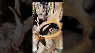 Finding 177” Buck With Drone Deer Recovery
