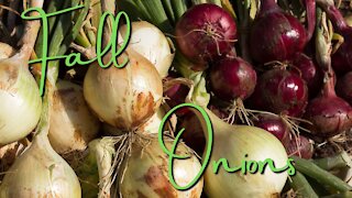 Fall onion planting and growing guide
