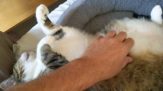 Kitty belly rubs