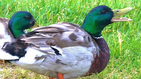 Mallard Duck Drakes Having a Quacking Argument