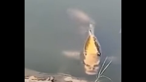 Fish with ‘human face’ spotted