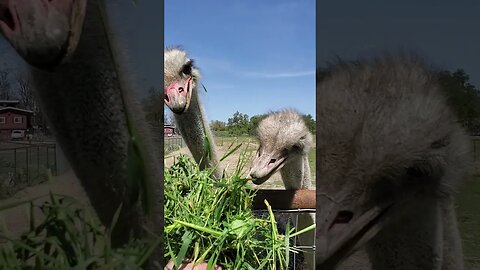 Ostriches enjoying some grass #shorts