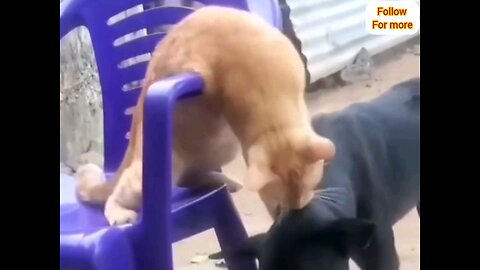 cat and dog funny moments🐕 trending video