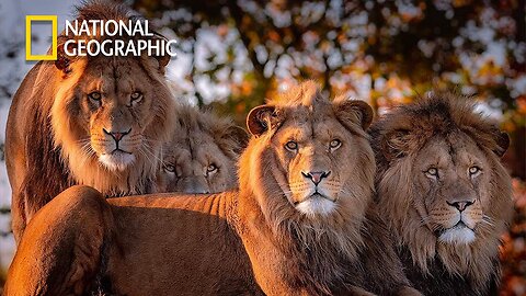 African Lions | National Geographic Documentary