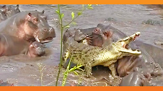 30+ Hippos Attack One Crocodile