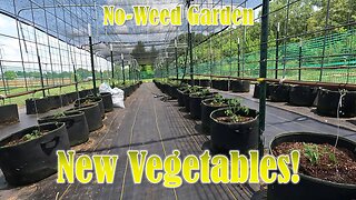 No-Weed Garden: Transplanting New Vegetables