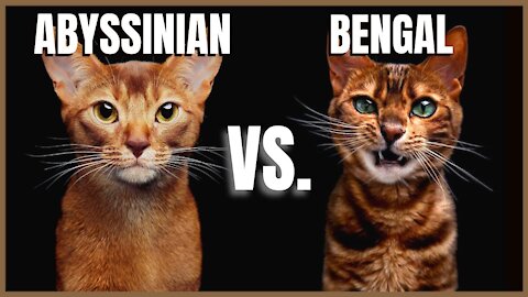 Who is the greatest cat Abyssinian Cat vs Bengal Cat
