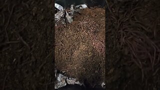 We got more worms #worms #compost #garden