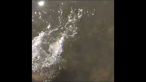 white bass on the Tennessee River