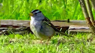 IECV NV #272 - 👀 Quick Clip Of The White Crown Sparrow 4-18-2017