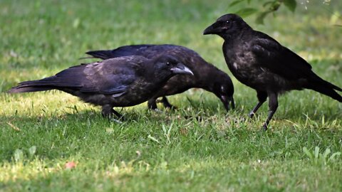 Voice Of Crow Bird Video | Crow Sound By Kingdom Of Awais