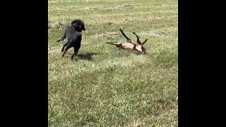 Poodle dog shows Belgian Malinois who is boss of this hayfield!!!