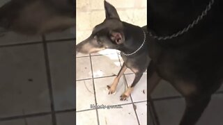 Doberman Searches for Human Remains