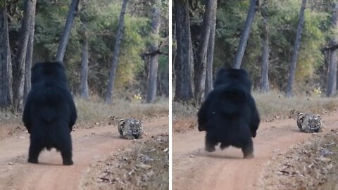 Sloth bear establishes dominance over tiger youngster