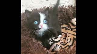 Super Cute Kitten Has The Brightest Blue Eyes