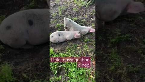 Little Massage than a Nap #piglets #pig #hog #shorts #naptime #massage