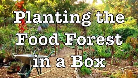 Planting a Food Forest in a Box