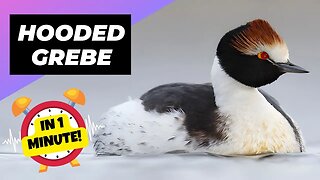 Hooded Grebe - In 1 Minute! 🦆 One Of The Worst Mothers In The Animal Kingdom | 1 Minute Animals