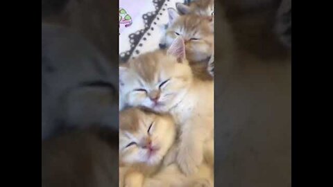 Kittens sleep together, warm sleeping