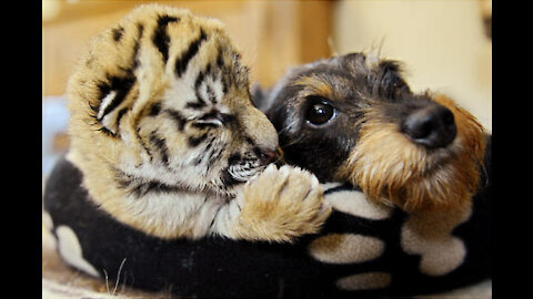 Funny video Dog and Tiger
