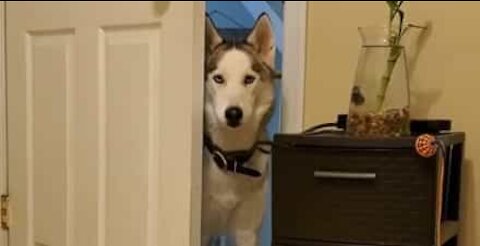 Dog complains for not being allowed in room