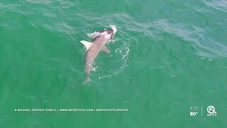 VIDEO: Hammerhead shark attacks goliath grouper off Singer Island