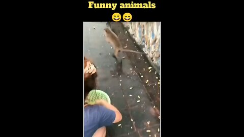 Funny animals 😋😍funny moments 🙂😋