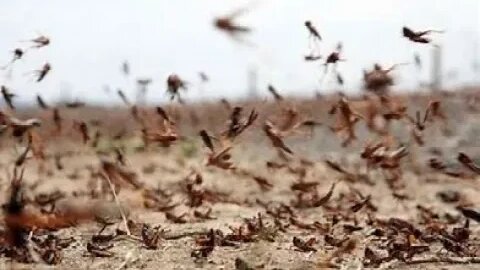 Grasshopper plague in Utah