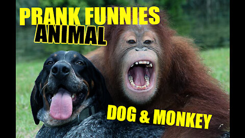 Big Box Prank on Sleep Dog Vs Funny Monkey Funny Video Prank 2021 Compilation