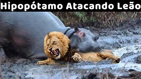 Quando o hipopótamo ataca o leão!