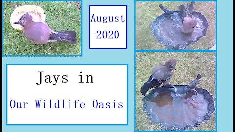 Beautiful jays in Our Wildlife Oasis - August 2020