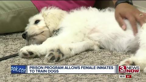 Prison program allows female inmates to train dogs