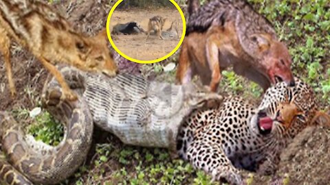 Attacking Animals, Elephant vs Lion, Jaguar, snake, tiger, buffalo - Adorable Monkey #018