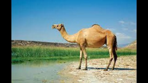 camels are run a sahara