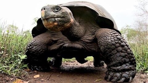 Giant Galapagos Tortoise runs over camera left on the trail